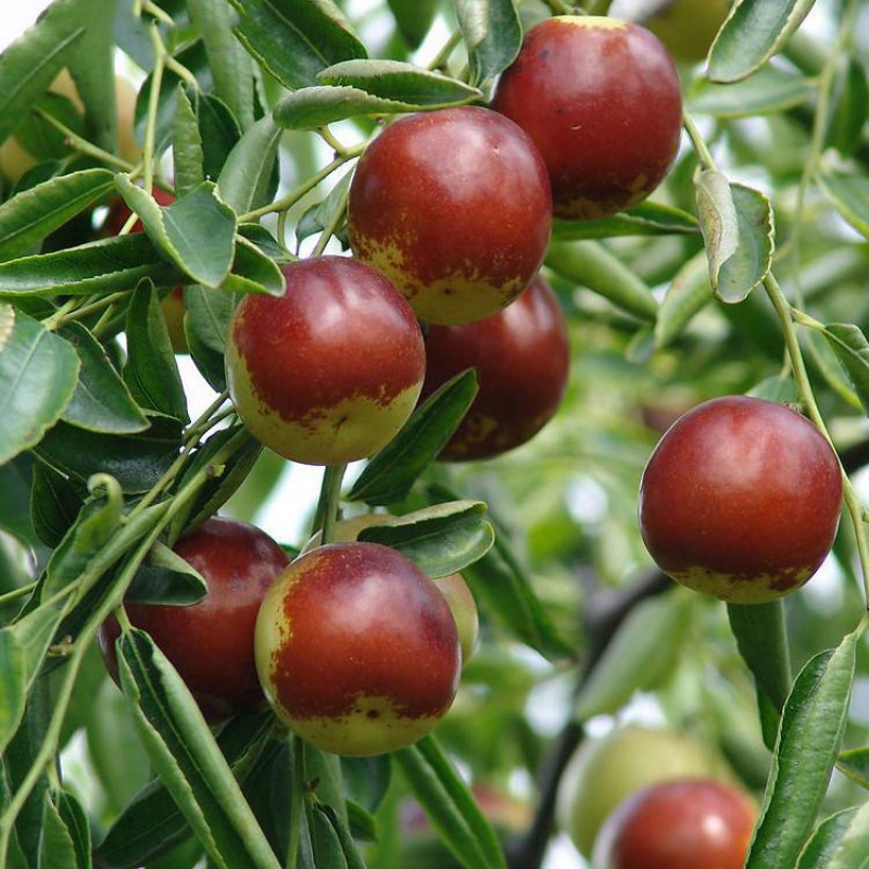 枣树活苗当年结果树果苗嫁接苗特大庭院盆栽地栽甜沙枣冬枣树树苗