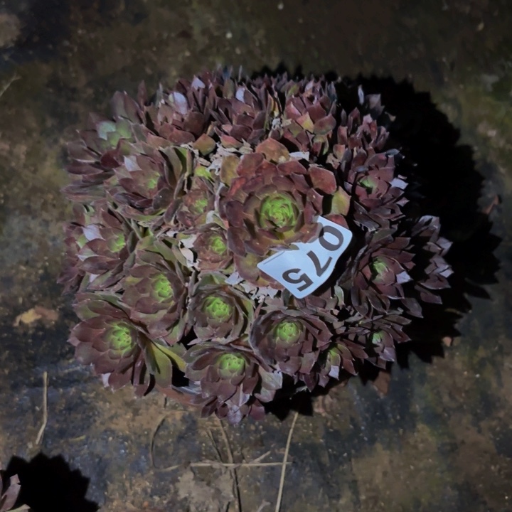 075红魔多肉植物不售后