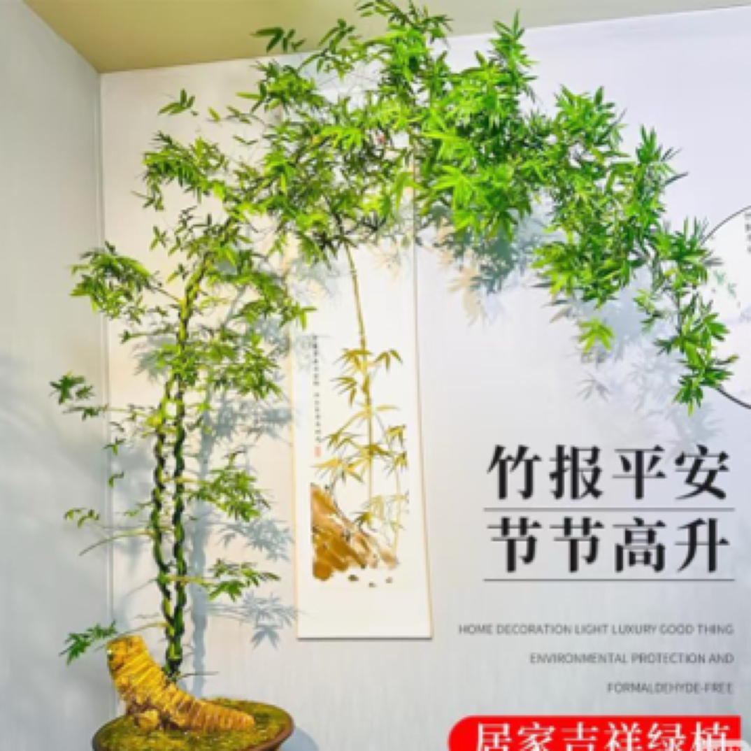 小叶簕竹熟桩成品盆景适合茶台办公桌摆放四季常青好养护