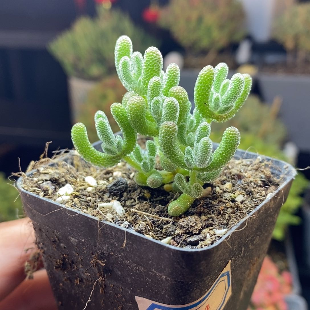 234号冰晶枝干多肉