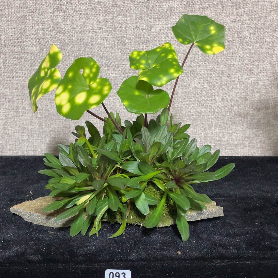 无花朵日本山野草