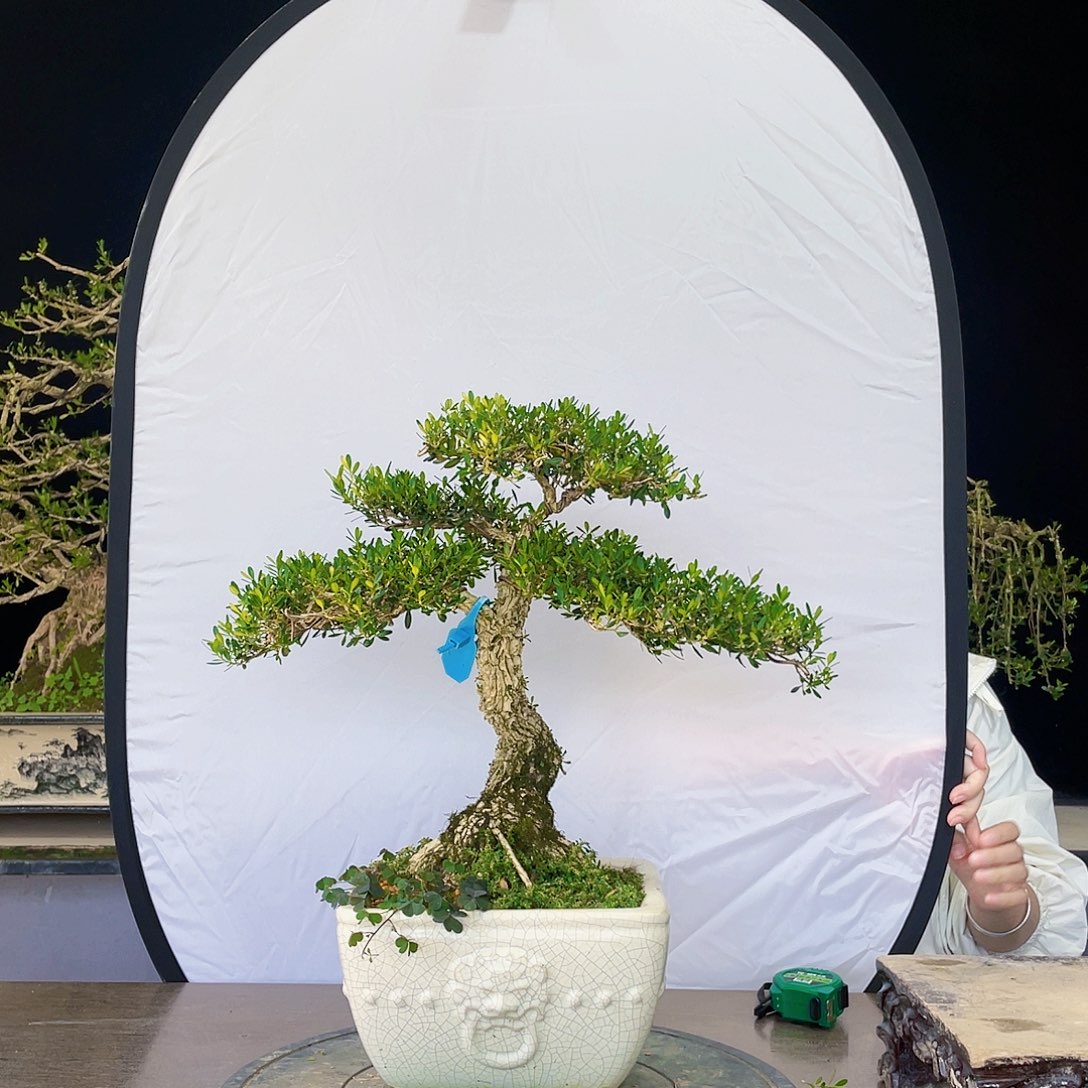 完全开放黄杨盆景四季常青