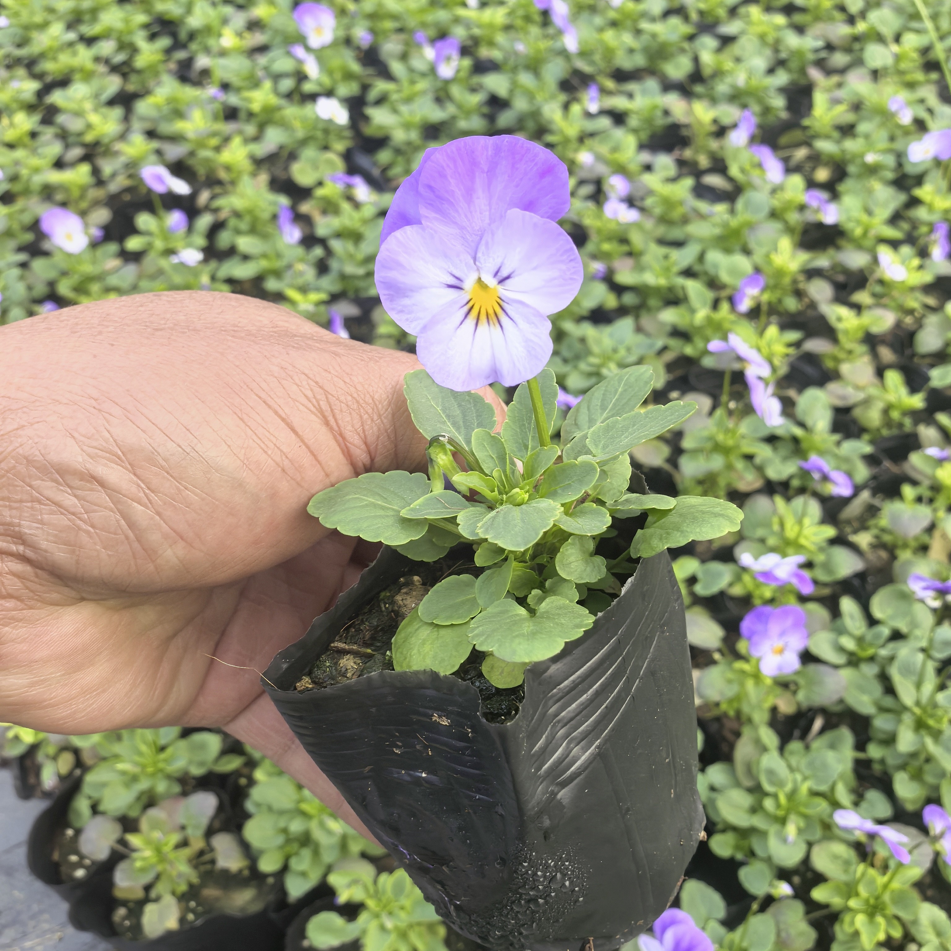 角堇三色堇花苗冬季耐寒阳台庭院易养花卉绿植盆栽