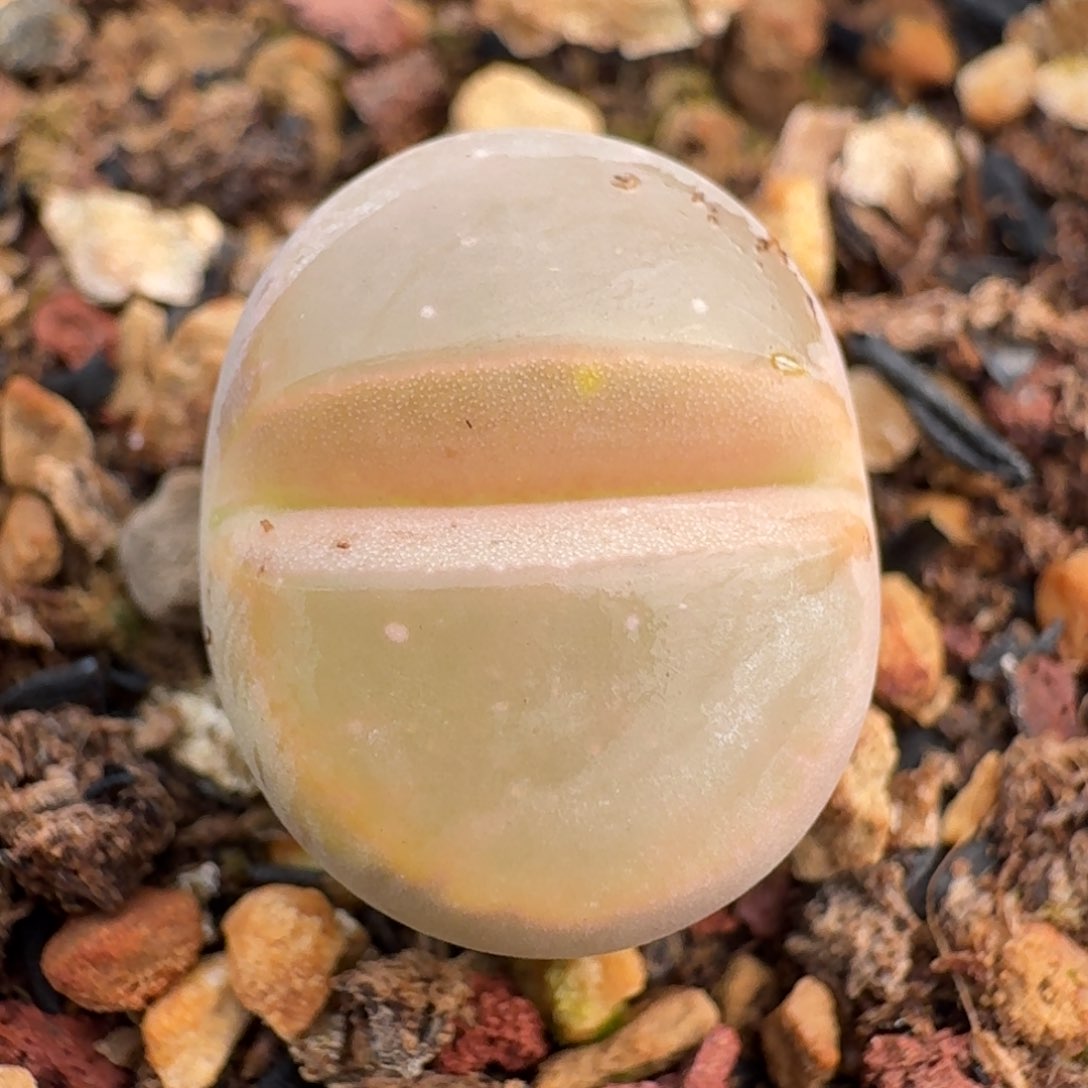 386粉橄榄带盆土00000