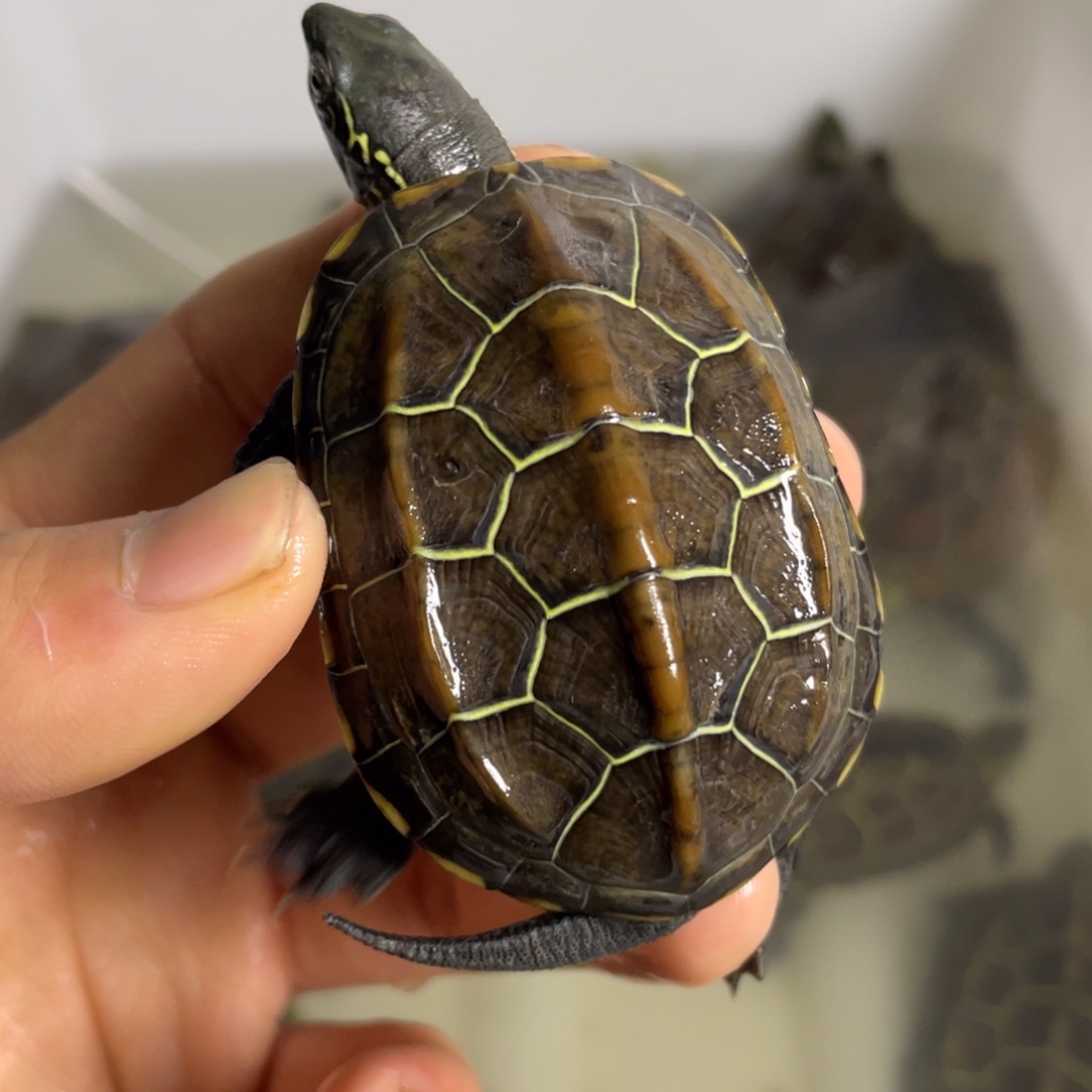 苏北金线冷水草龟