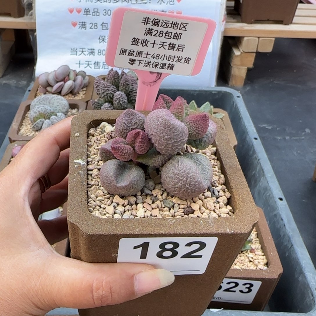 182水蜜桃多肉植物