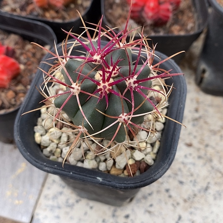 实生刈穗玉仙人球专拍