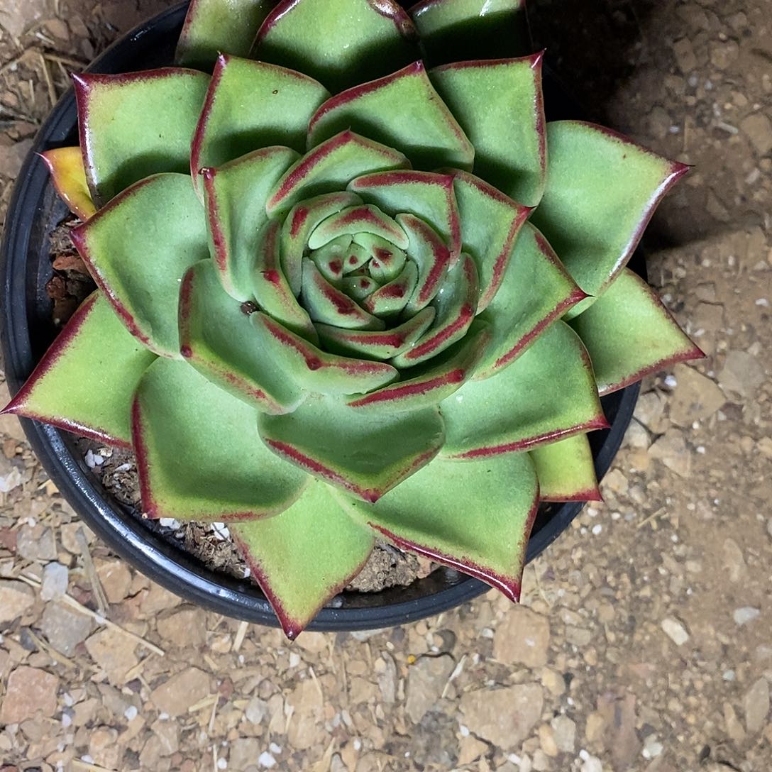 多肉植物原始种白体