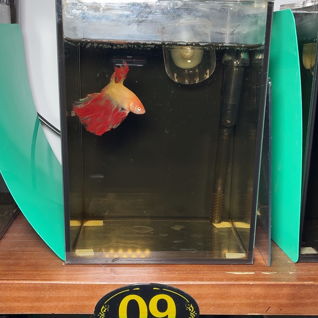 斗鱼血斑半月公鱼