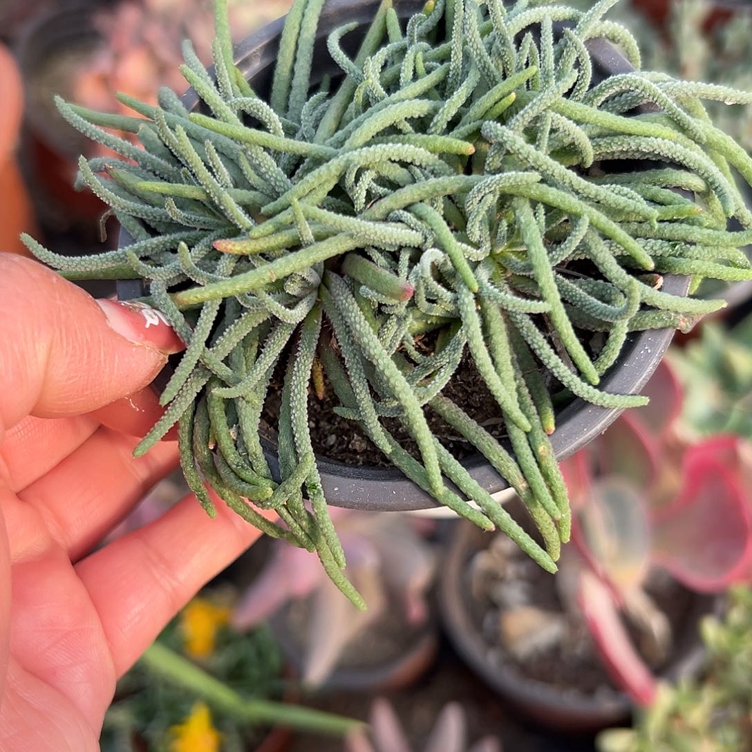 多肉植物天赐开花