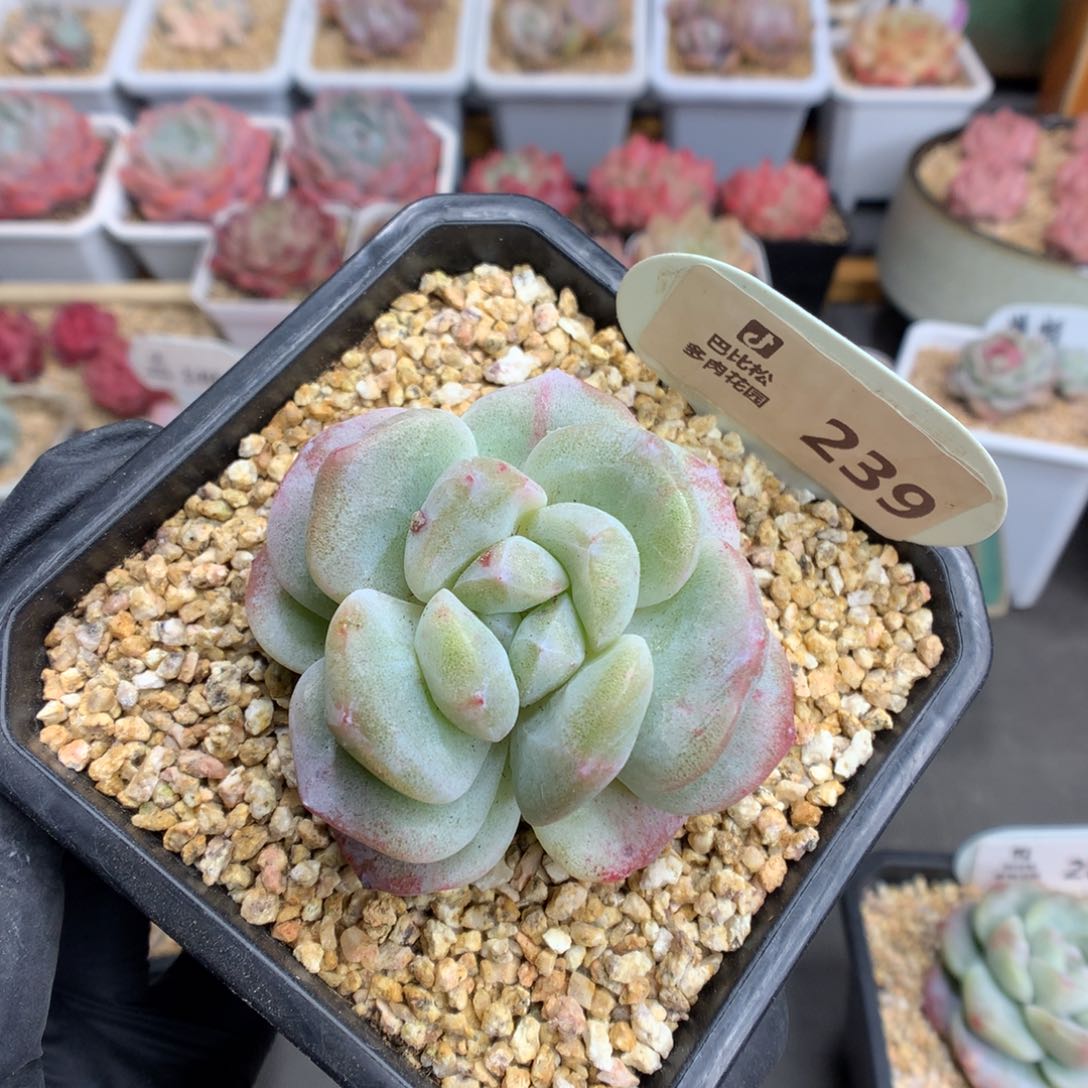 239 冰玉石化多肉