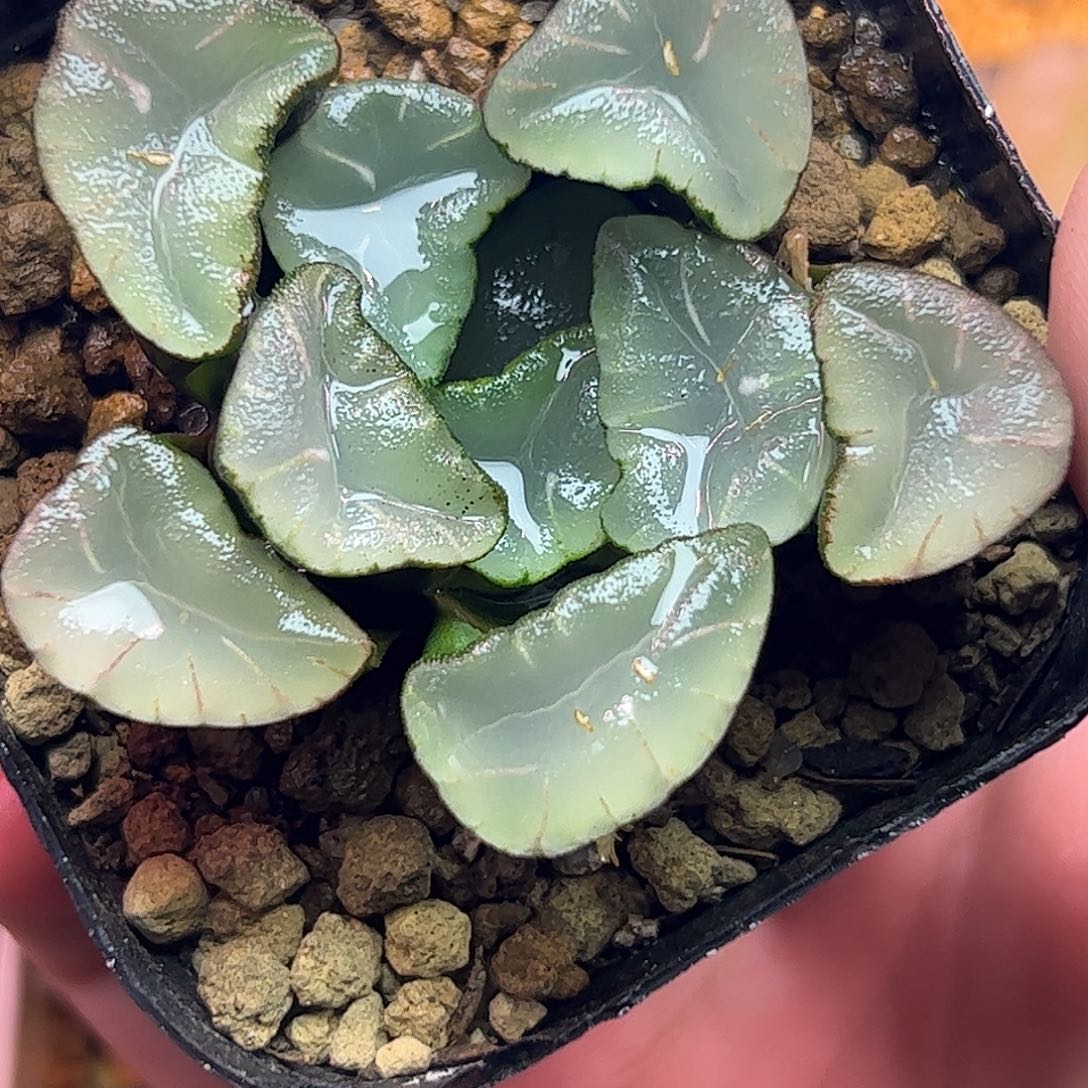 无纹万象十二卷多肉植物