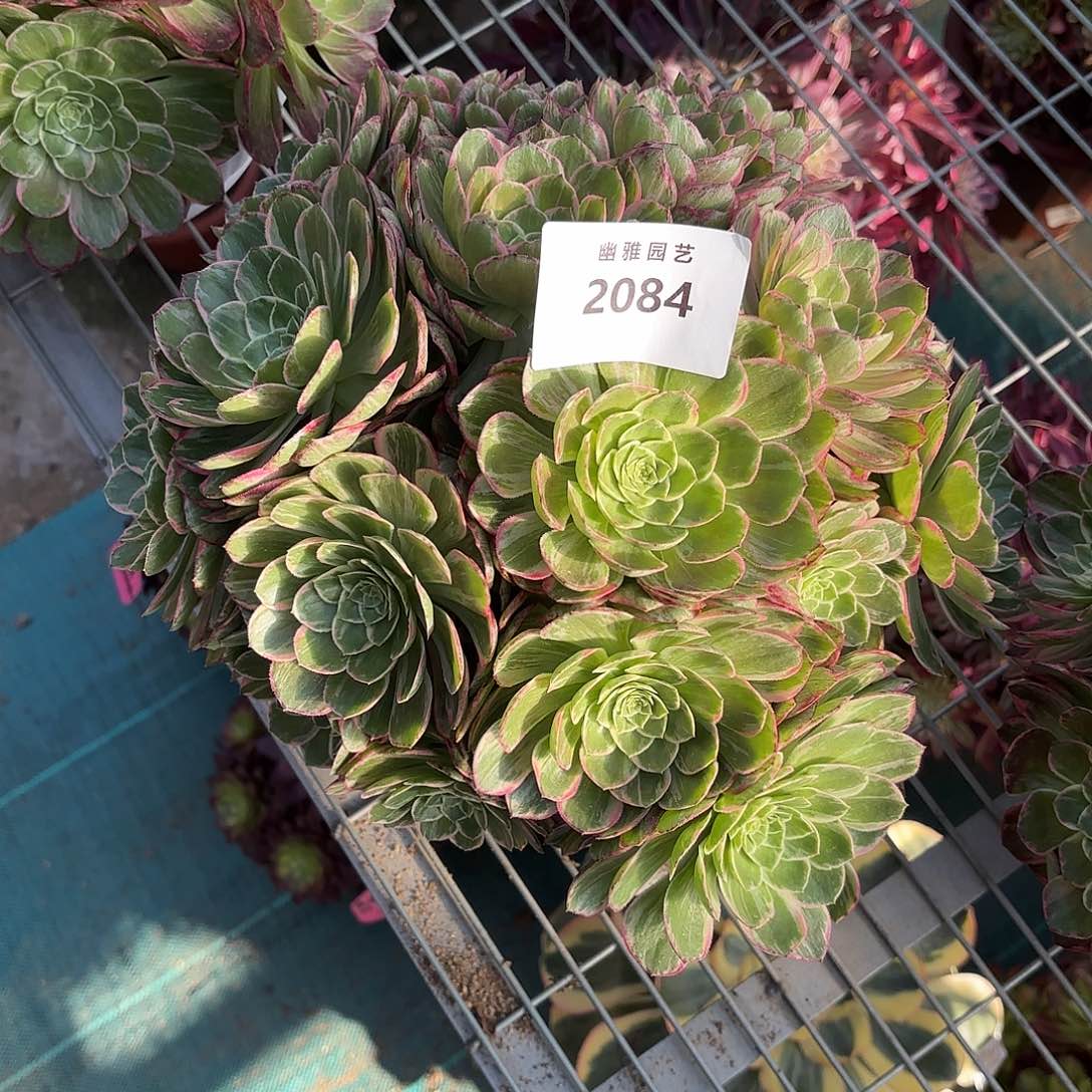 多肉法师万花筒2084