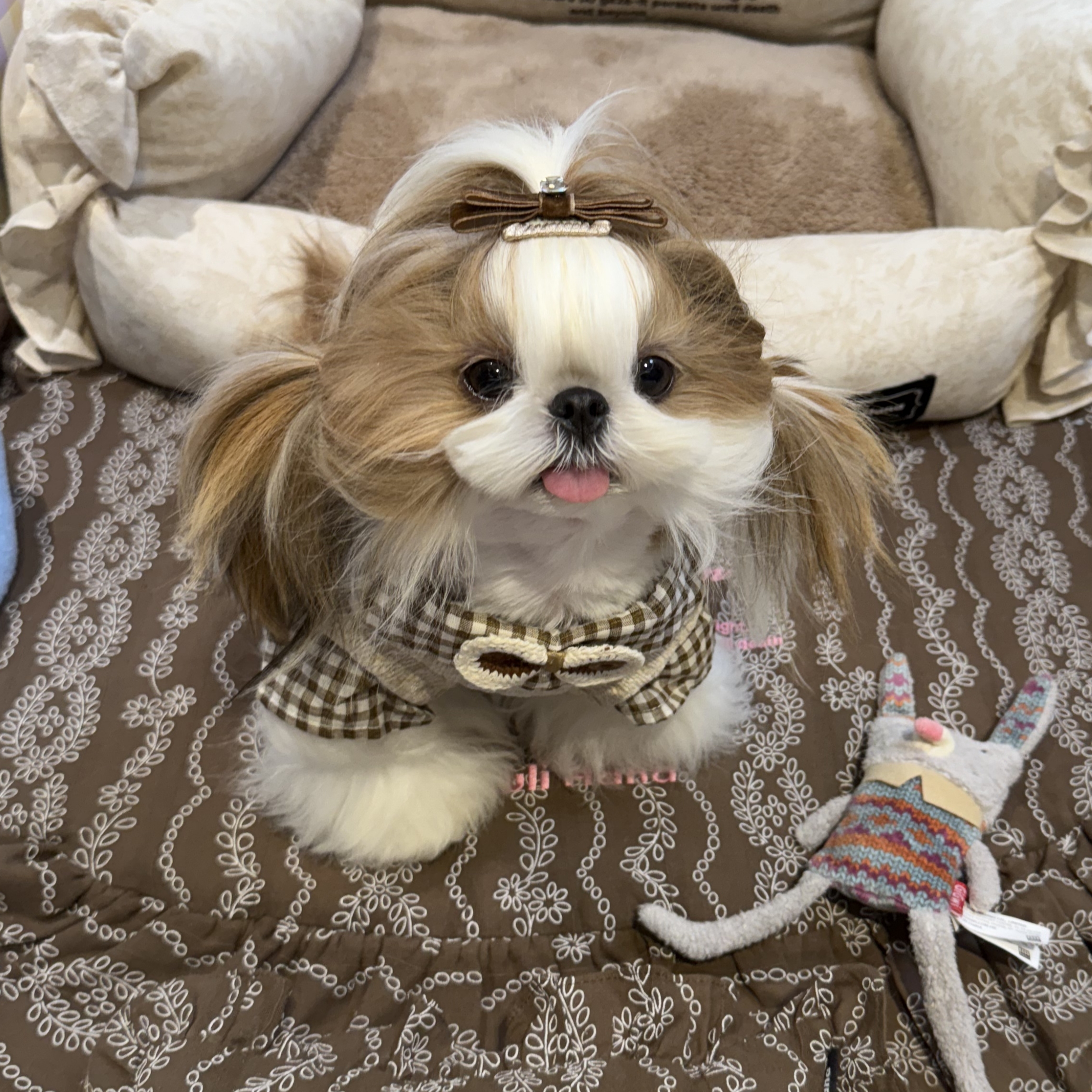 宠物衣服学院风格子拼接雪尼尔狗狗猫咪比熊马尔济斯秋冬衬衣