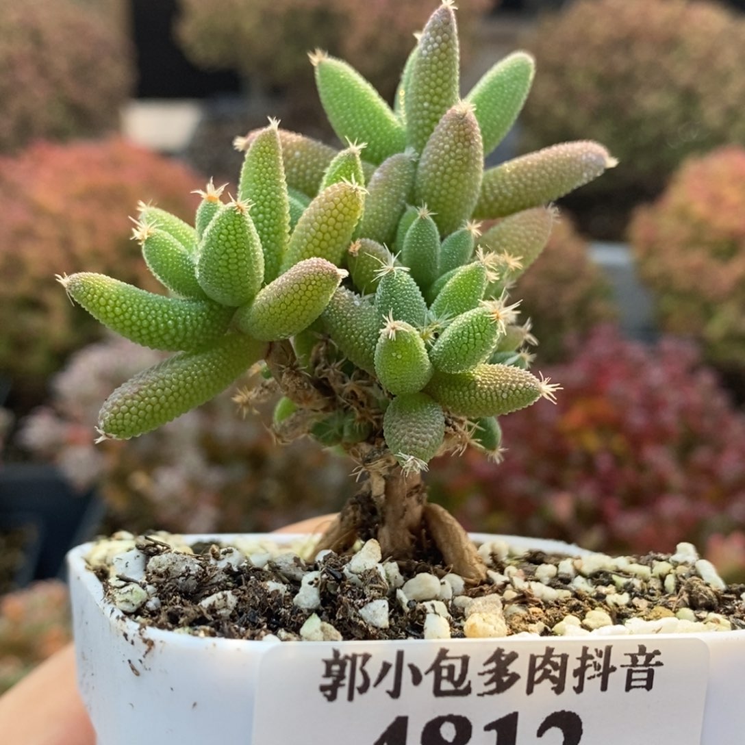 实生玉米4812枝干番杏