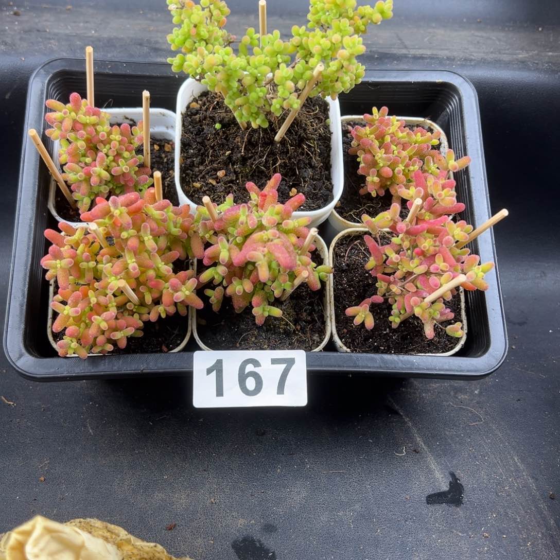 枝干番杏多肉植物167