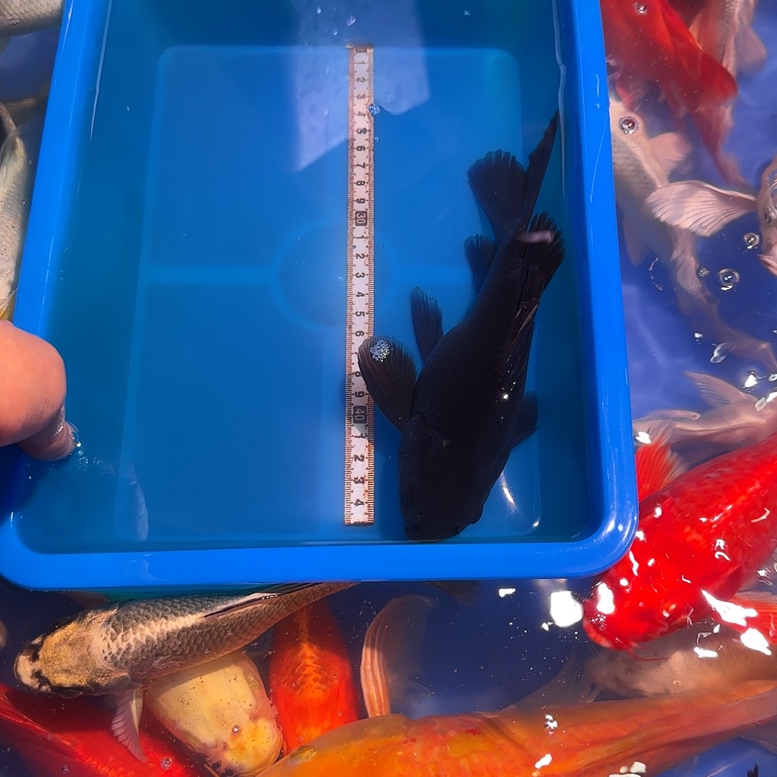 蝴蝶鲤鱼精品蝴蝶鲤