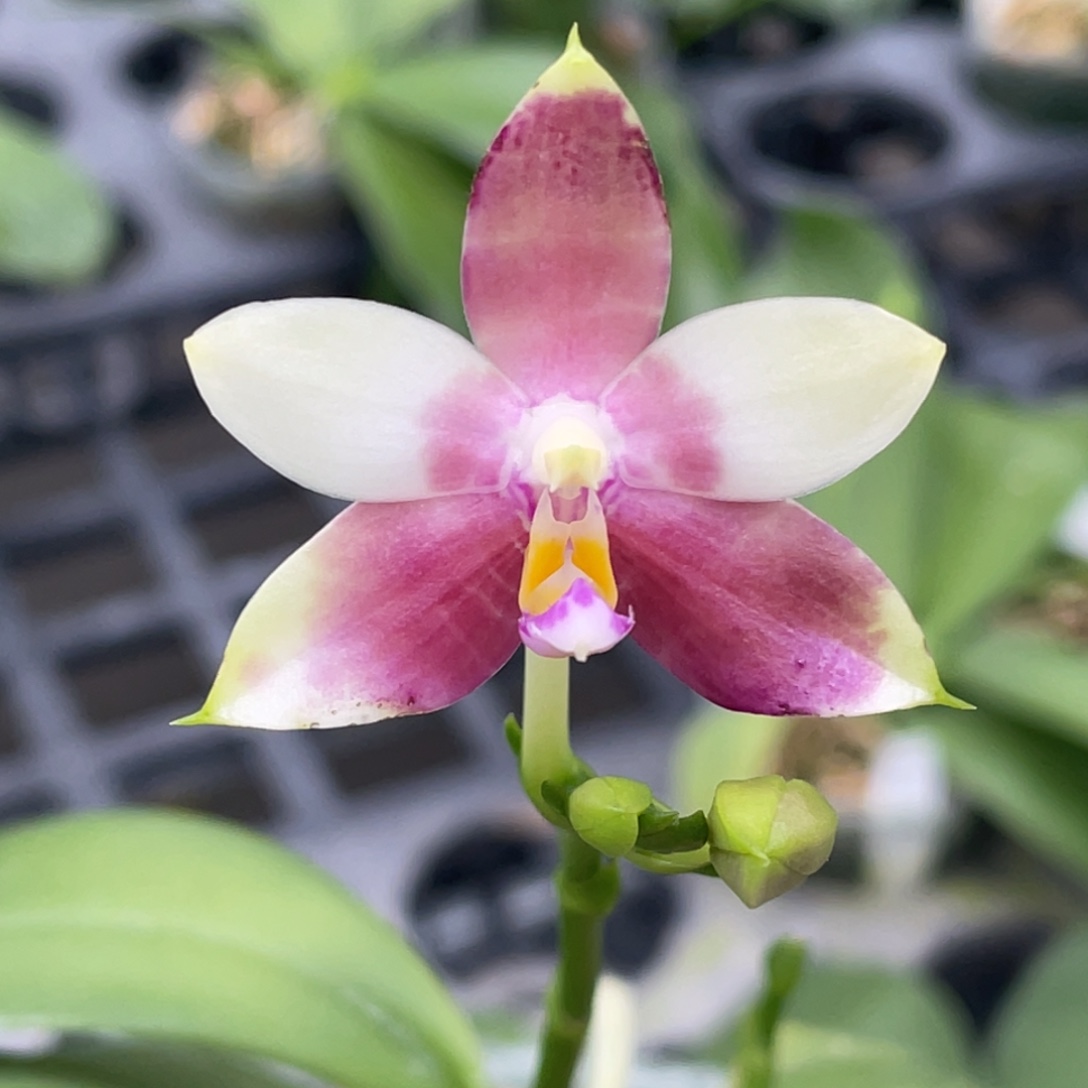 完全开放01号开花株，无根