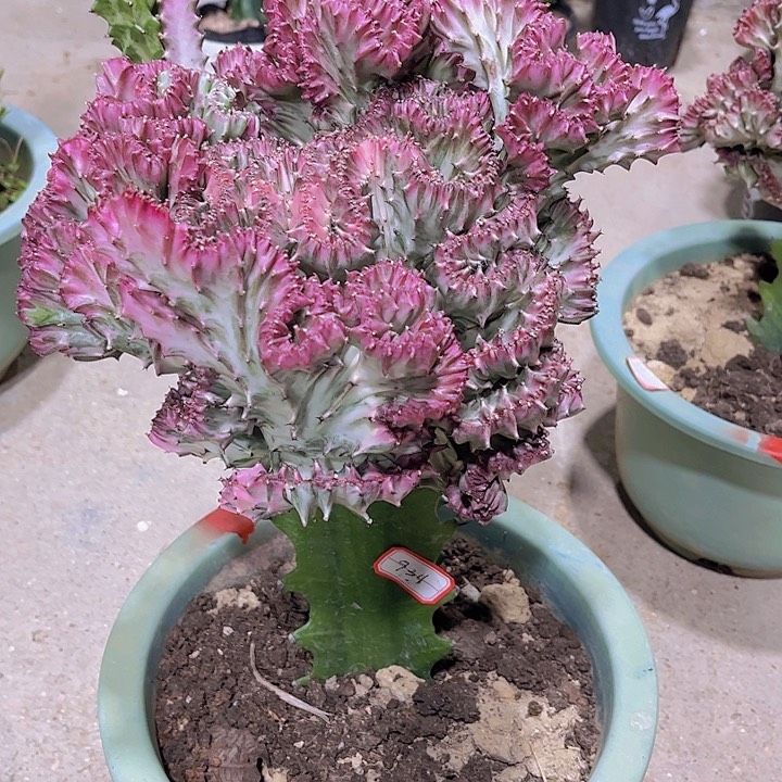 大戟科植物多肉植物大彩麒麟135
