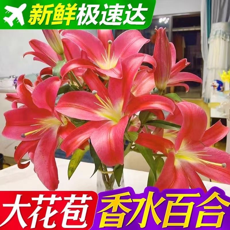 【红色百合多头】云南基地鲜花直发 水养插花鲜切花礼物送人【楚楚】