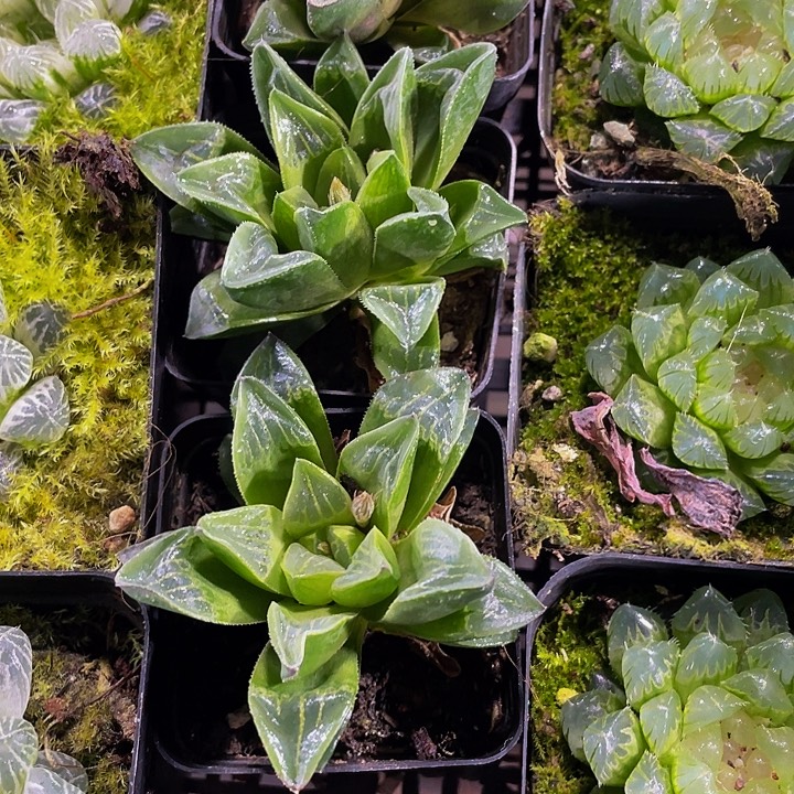 姬寿2.8带哦土发货