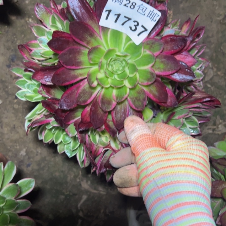 11737海王多肉植物