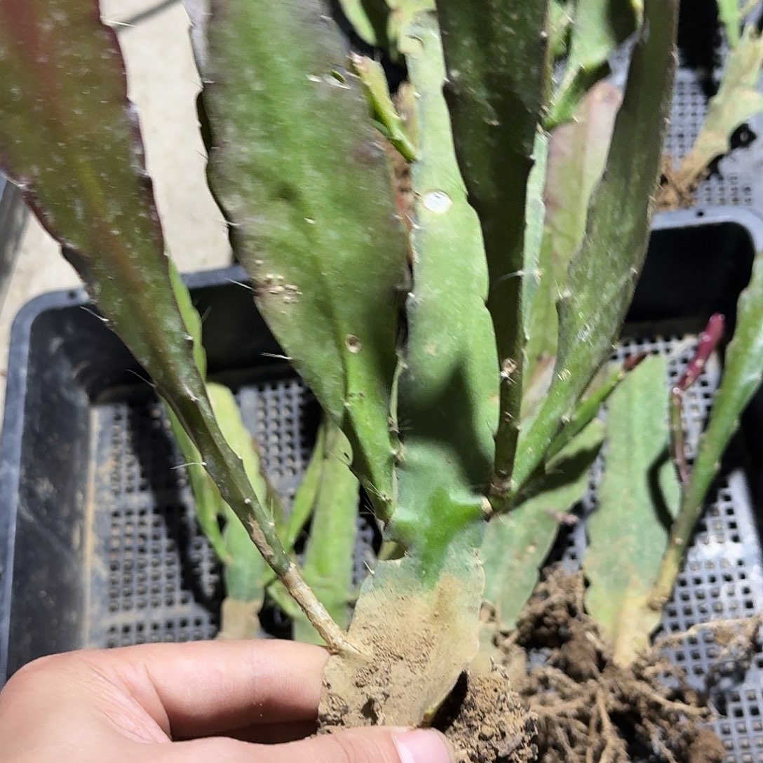 大***美令箭荷花哈哈哈哈哈