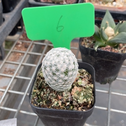 实生白鸟3仙人球