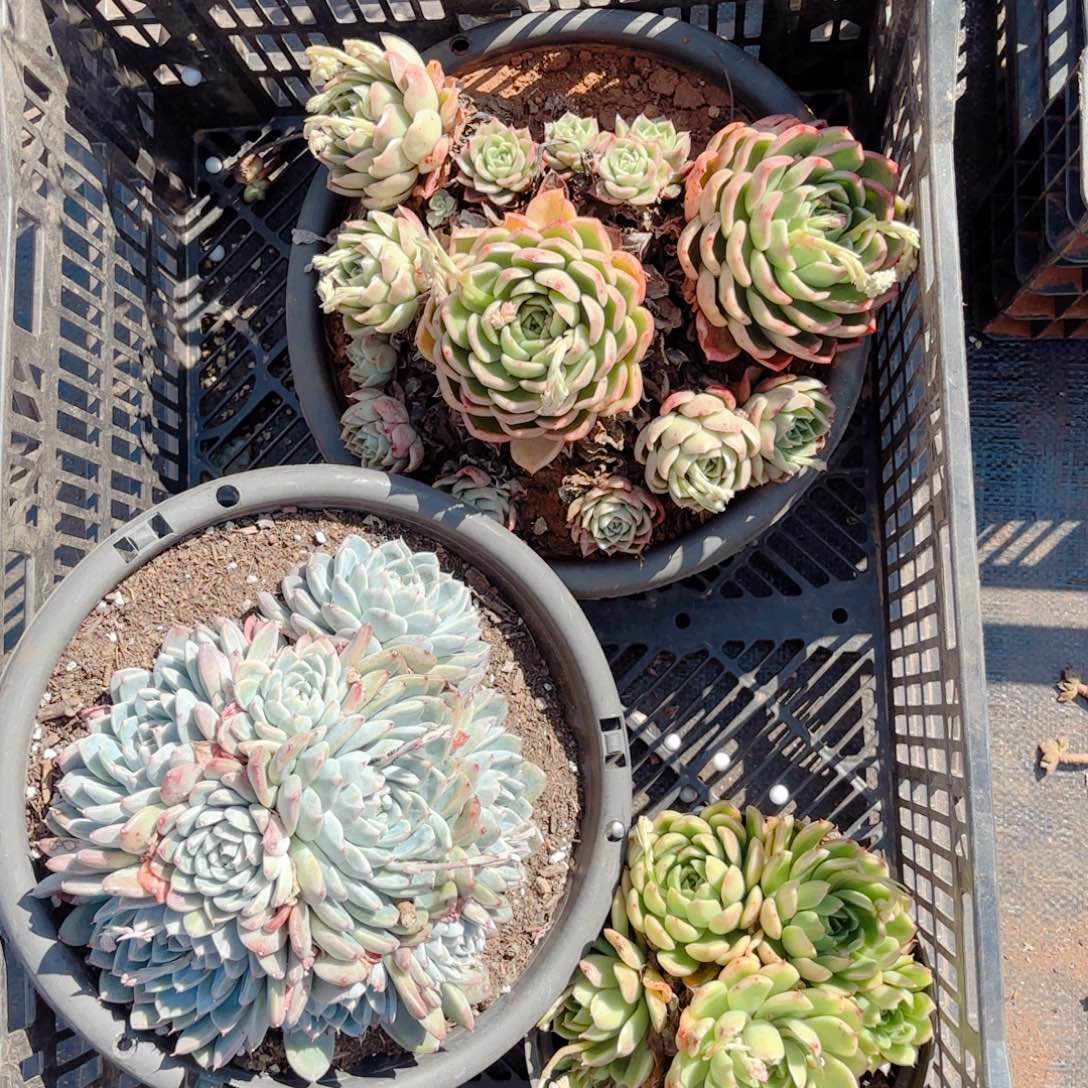 15号。     3颗。