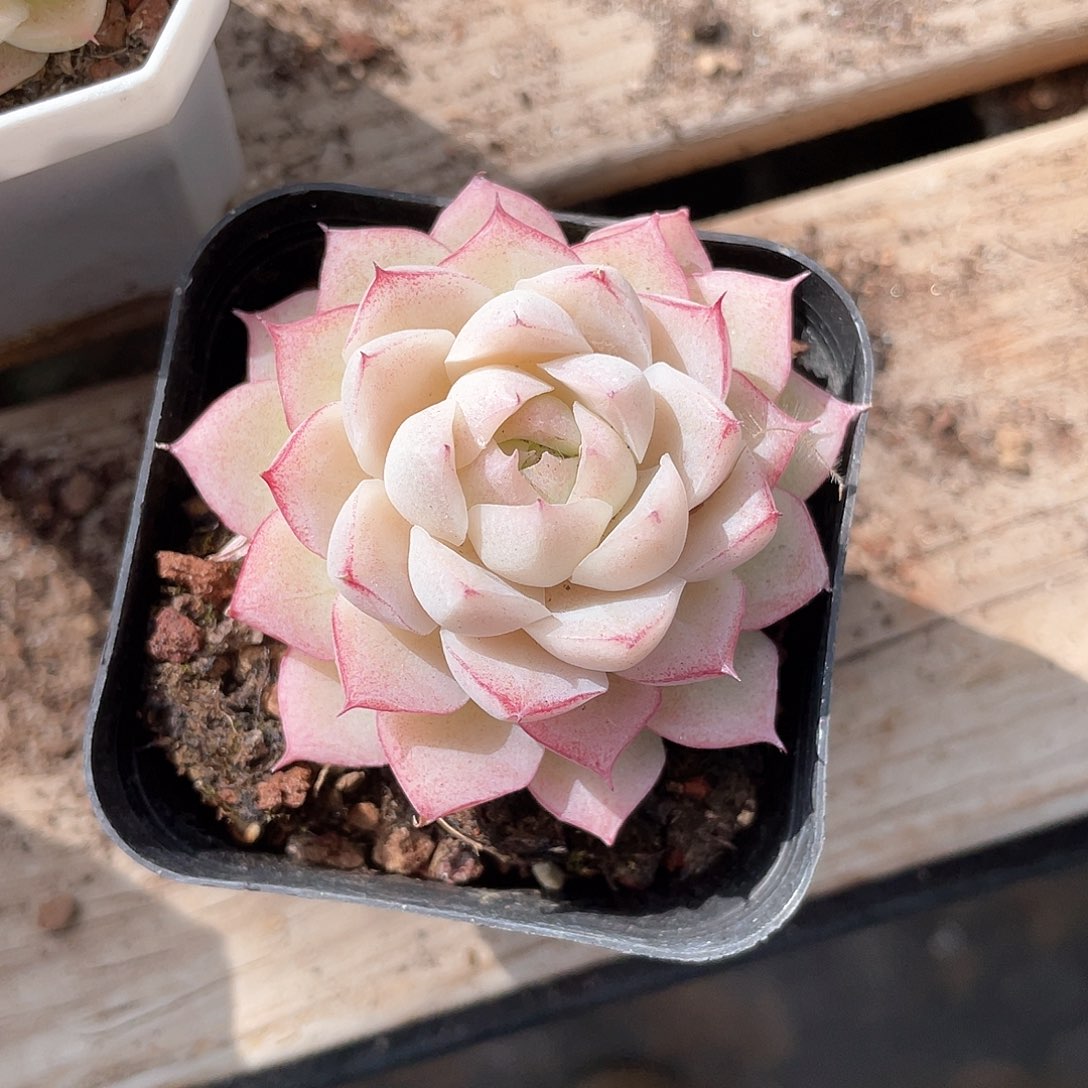 优选女王精品713