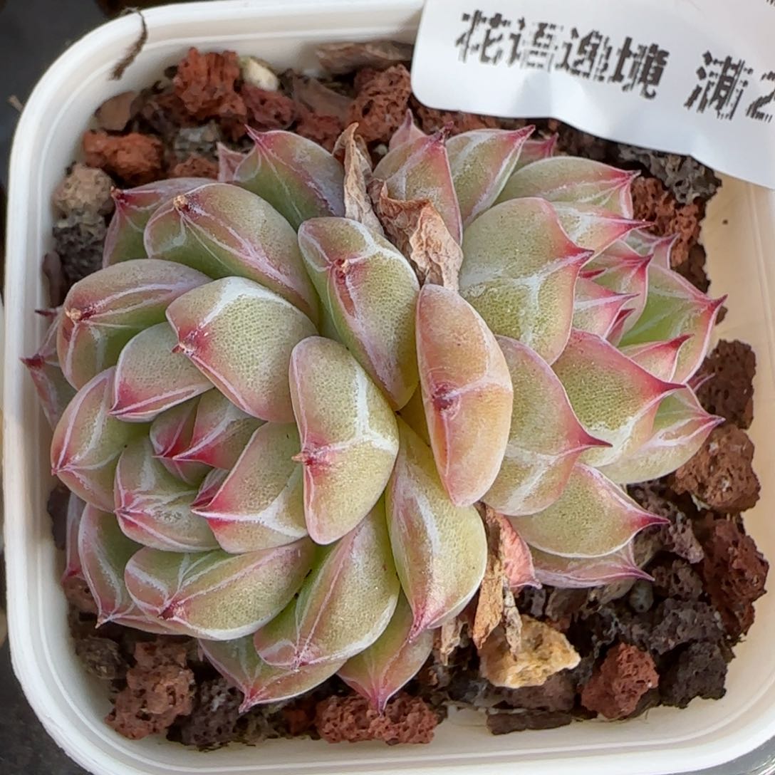 花语逸境0206-159