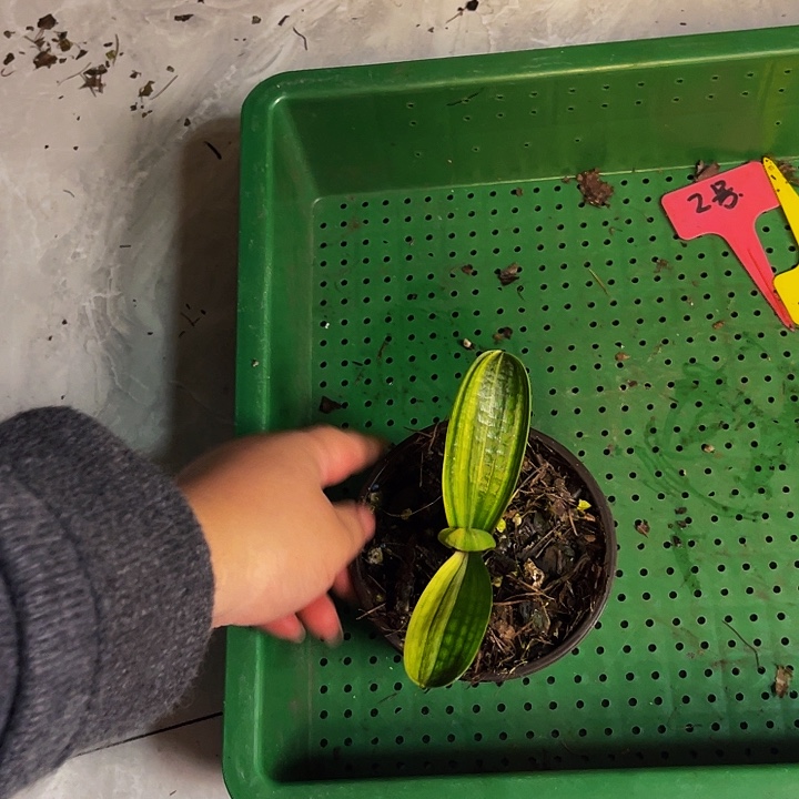 完全开放佛光彩苗