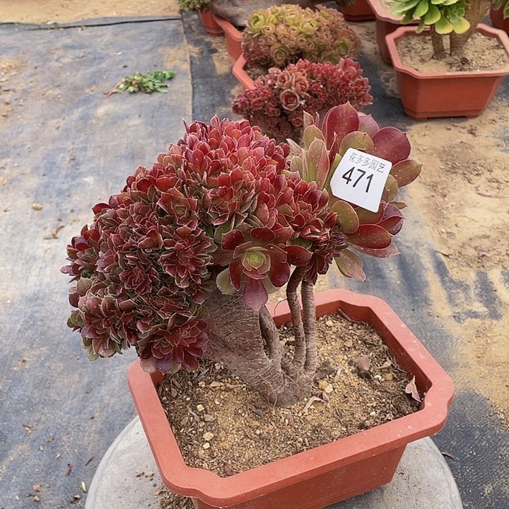 471号玫瑰法师朵朵