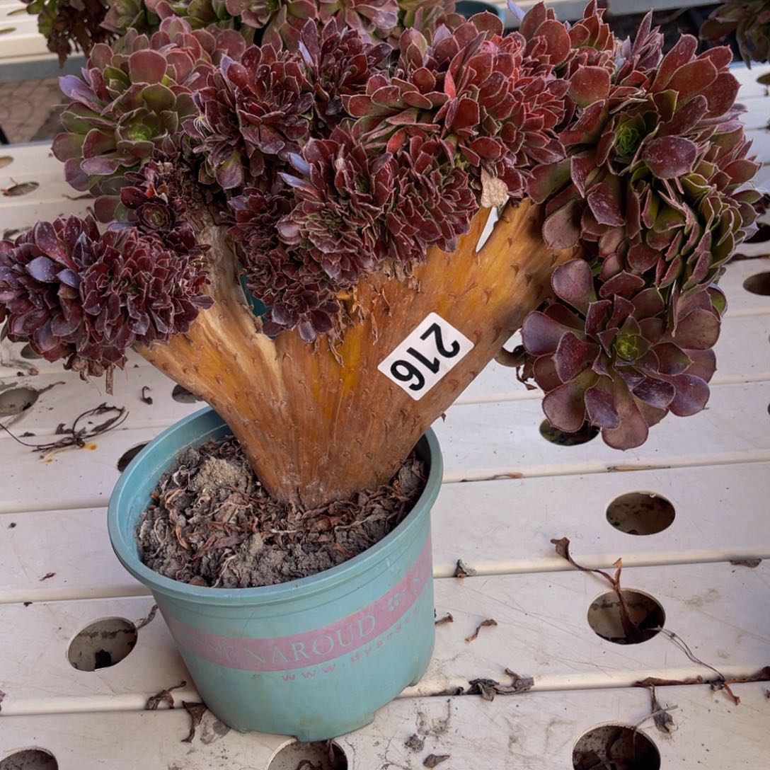 荷兰法师7////33包邮