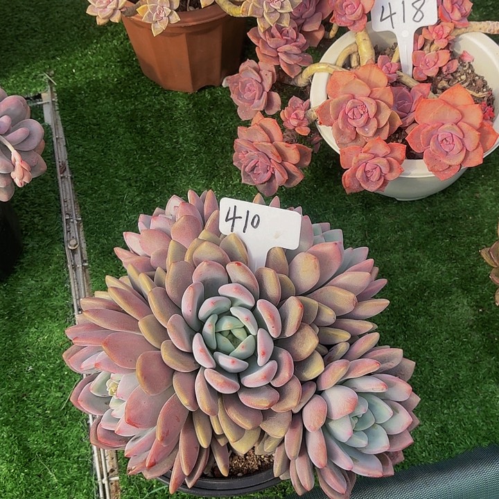 木***贝丽娟花卉桃霜多头