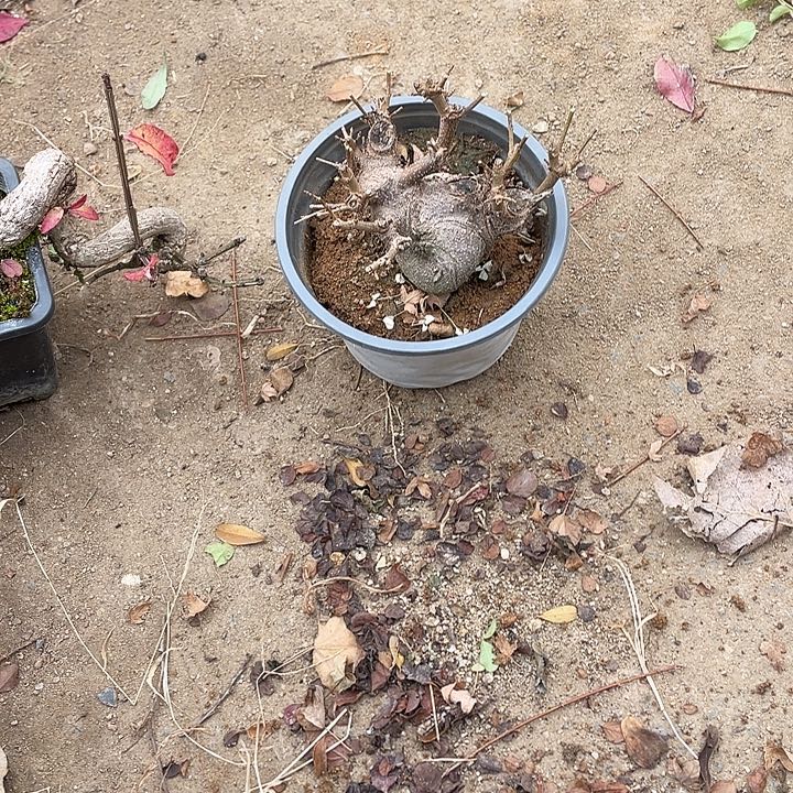 花***2无花朵45菊花计划经济菊花家