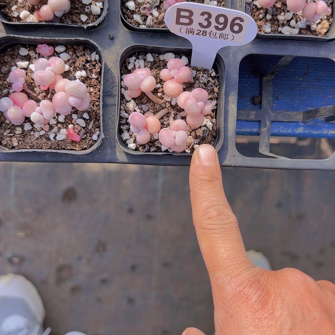 B396丸叶糖果桃蛋一物一拍