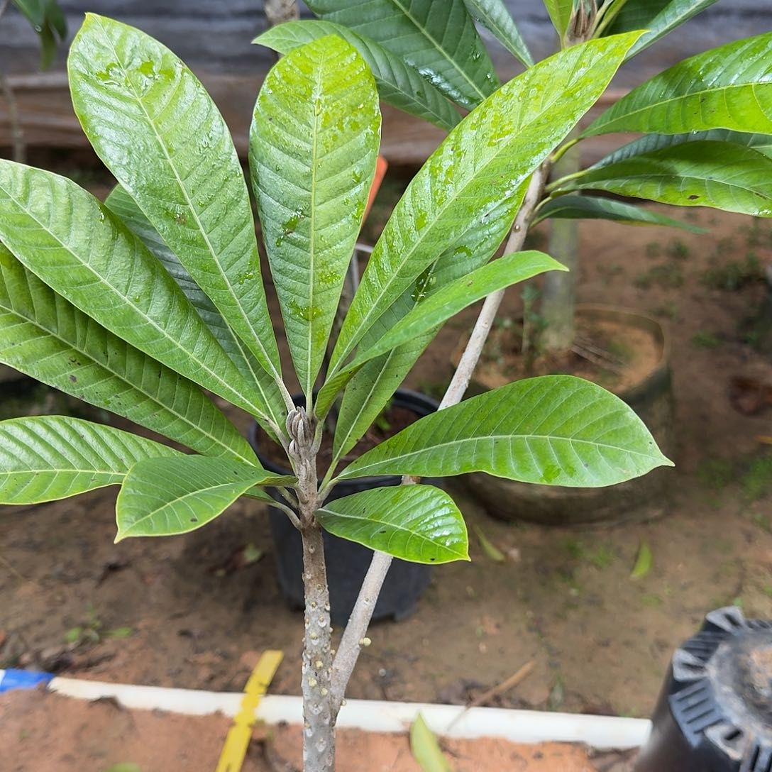 用***3当前无花栽培后可以开花妈咪