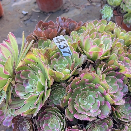 我***度多肉植物一个长娥