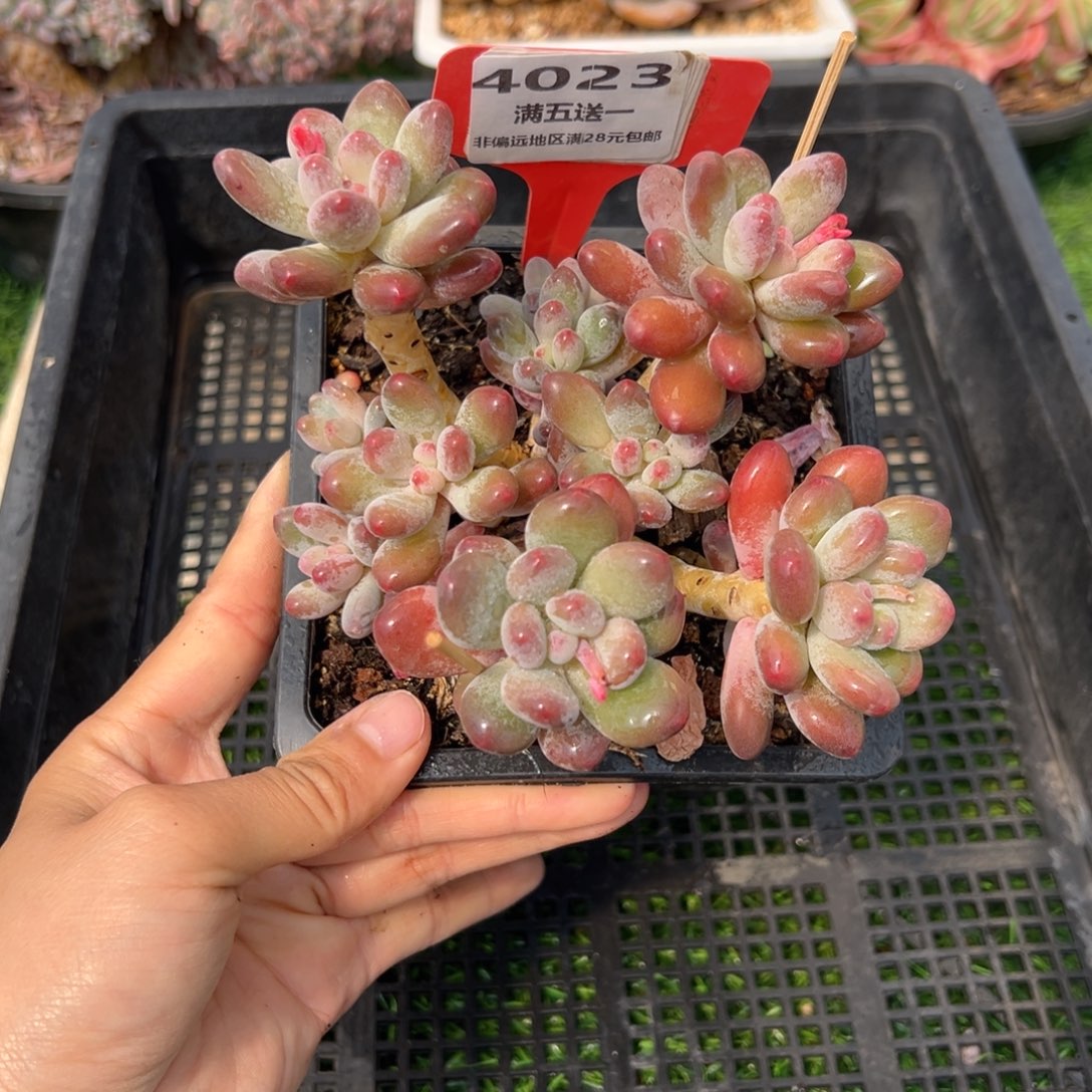 表妹精品多肉4023.