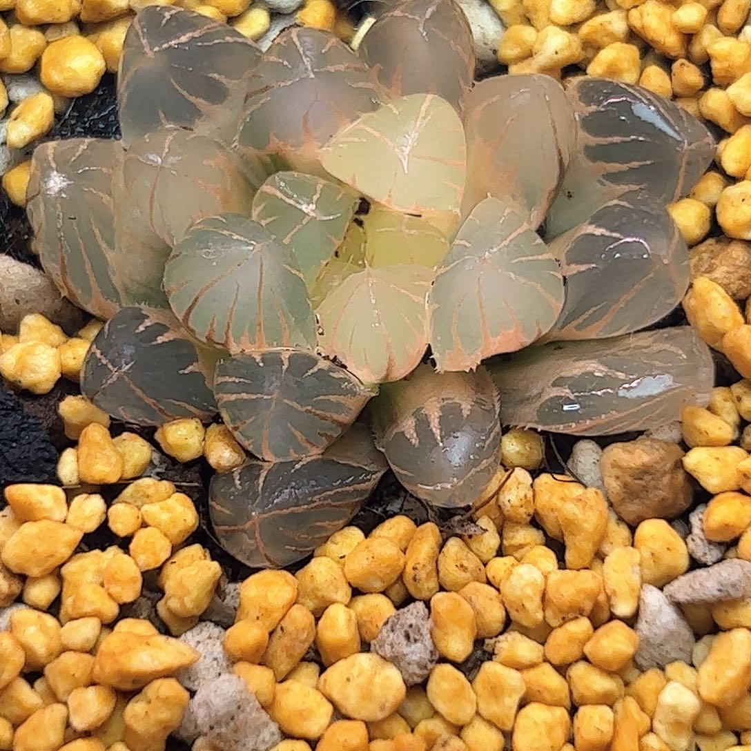 糊斑霓虹灯锦十二卷多肉
