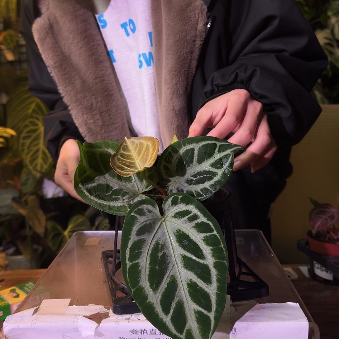 不开花植物G648黑钻石杂黑色面纱