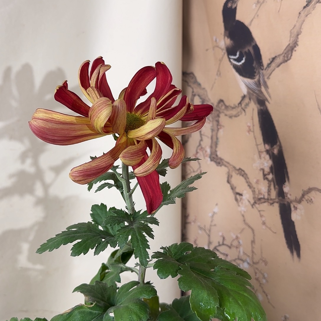 全部花朵c88888888