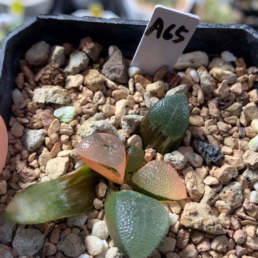 【闪购商品】65克多肉