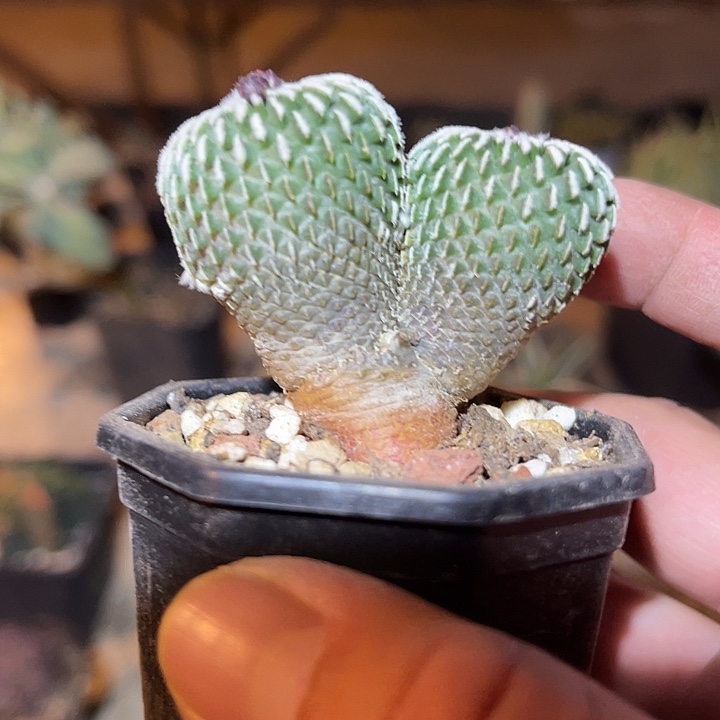 满38包邮2天凑单，脱土晾根发货多肉植物实生的精巧殿刺缀