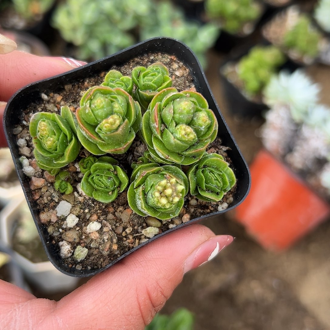 多肉植物多肉植物