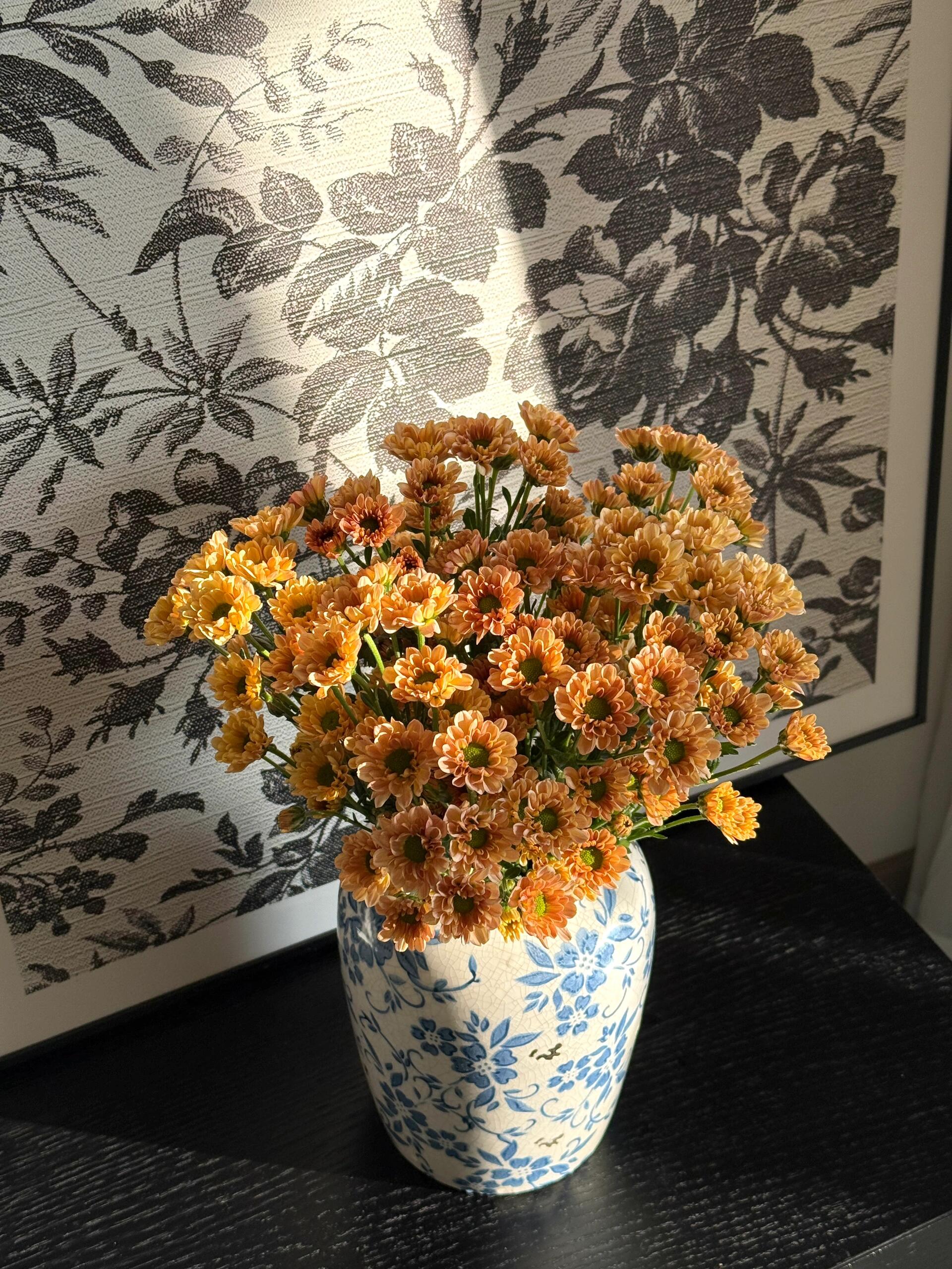 【源头一手价】罗西香槟小雏菊一把  云南基地鲜花   家养    水养