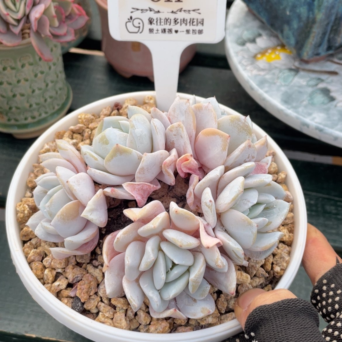 【闪购商品】雪特811