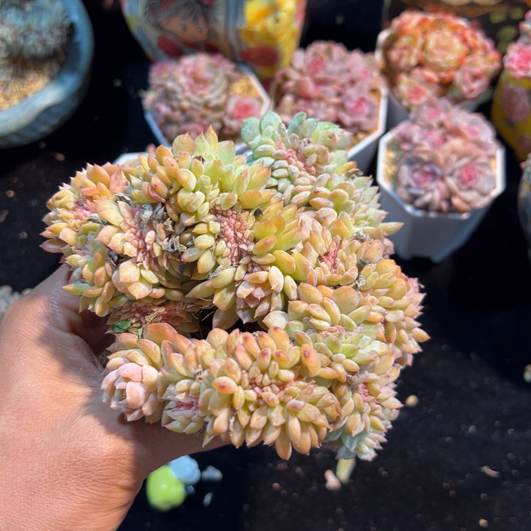  新年快乐新年快乐