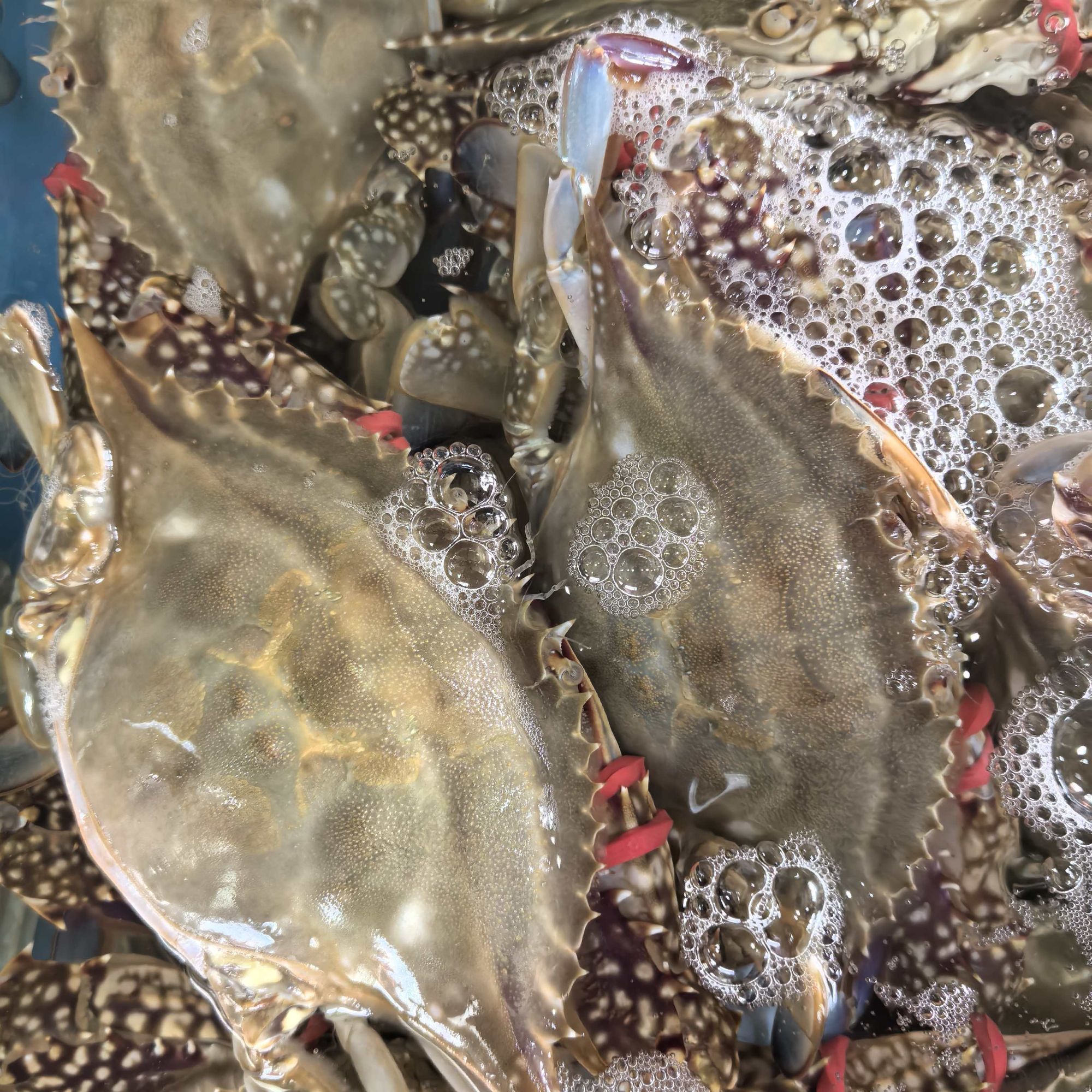 【保鲜不保活】带黄母蟹一只4~5两 一斤两只左右 部分断臂介意勿拍